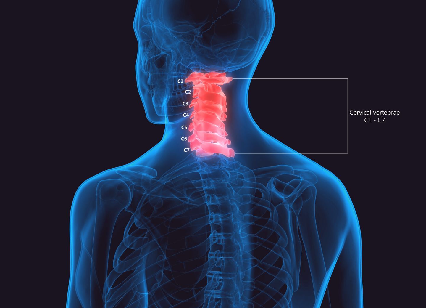 Three-dimensional illustration of the neck, with the seven cervical vertebrae, C1 to C7, highlighted and labelled.