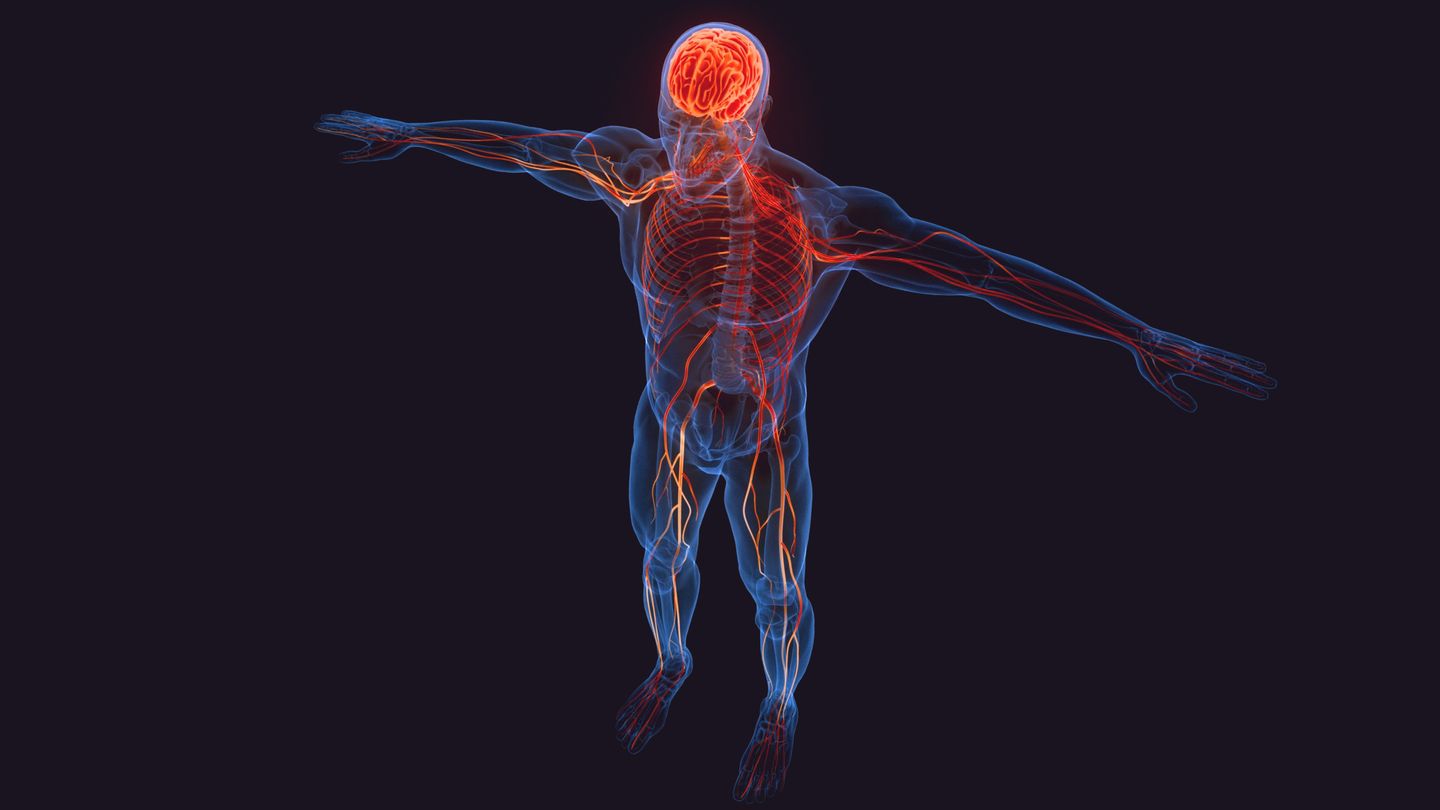Three-dimensional illustration of the human nervous system, with the brain and nerves glowing orange inside a translucent blue body.
